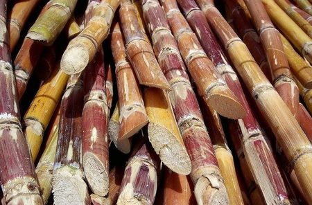 Large cana de azucar 960x623