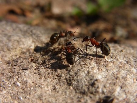 As formigas, recicladoras de máis da metade dos residuos orgánicos en bosques tropicais