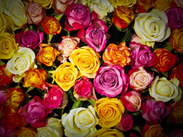 Magnífica rosa para ti por cortesía de Floristería Pepa Campo!