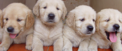 Novavet Lugo agasállache cun 10% de desconto na primeira vacina do teu cachorro